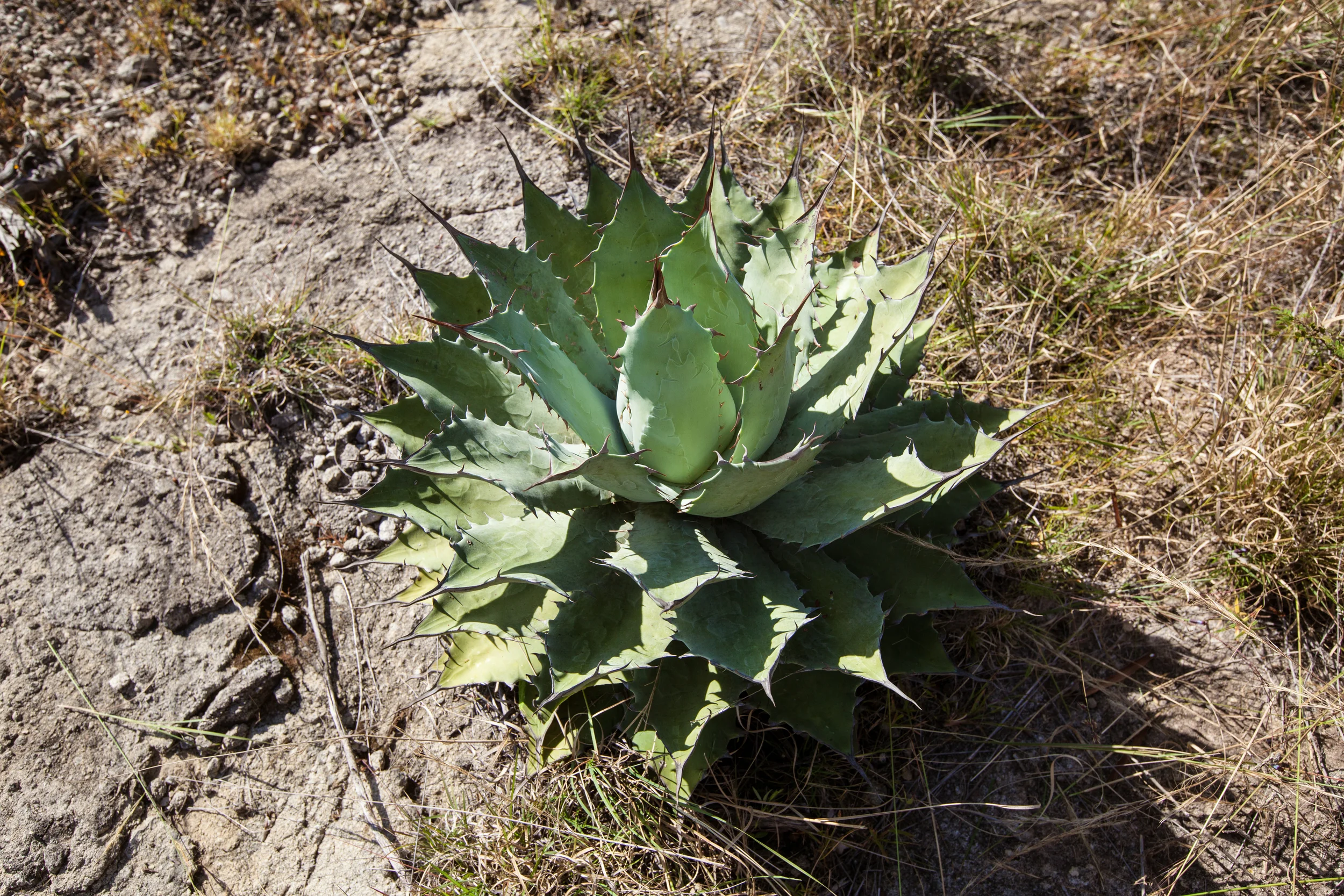 Mezcal Vago Tobalá en Barro