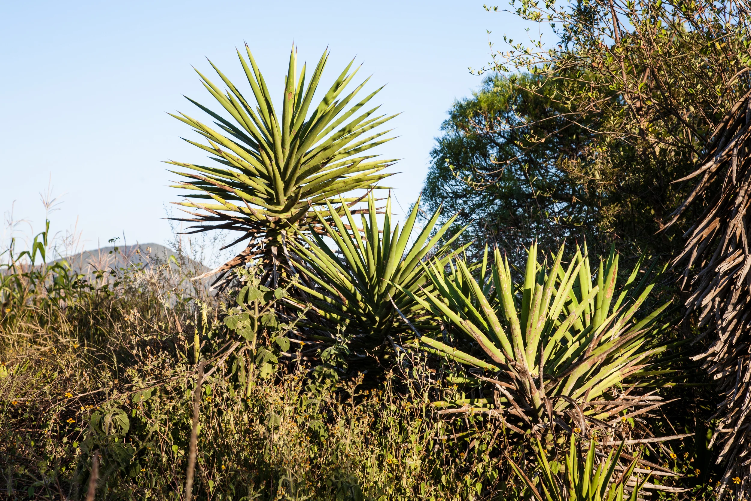 Mezcal Vago Cuixe