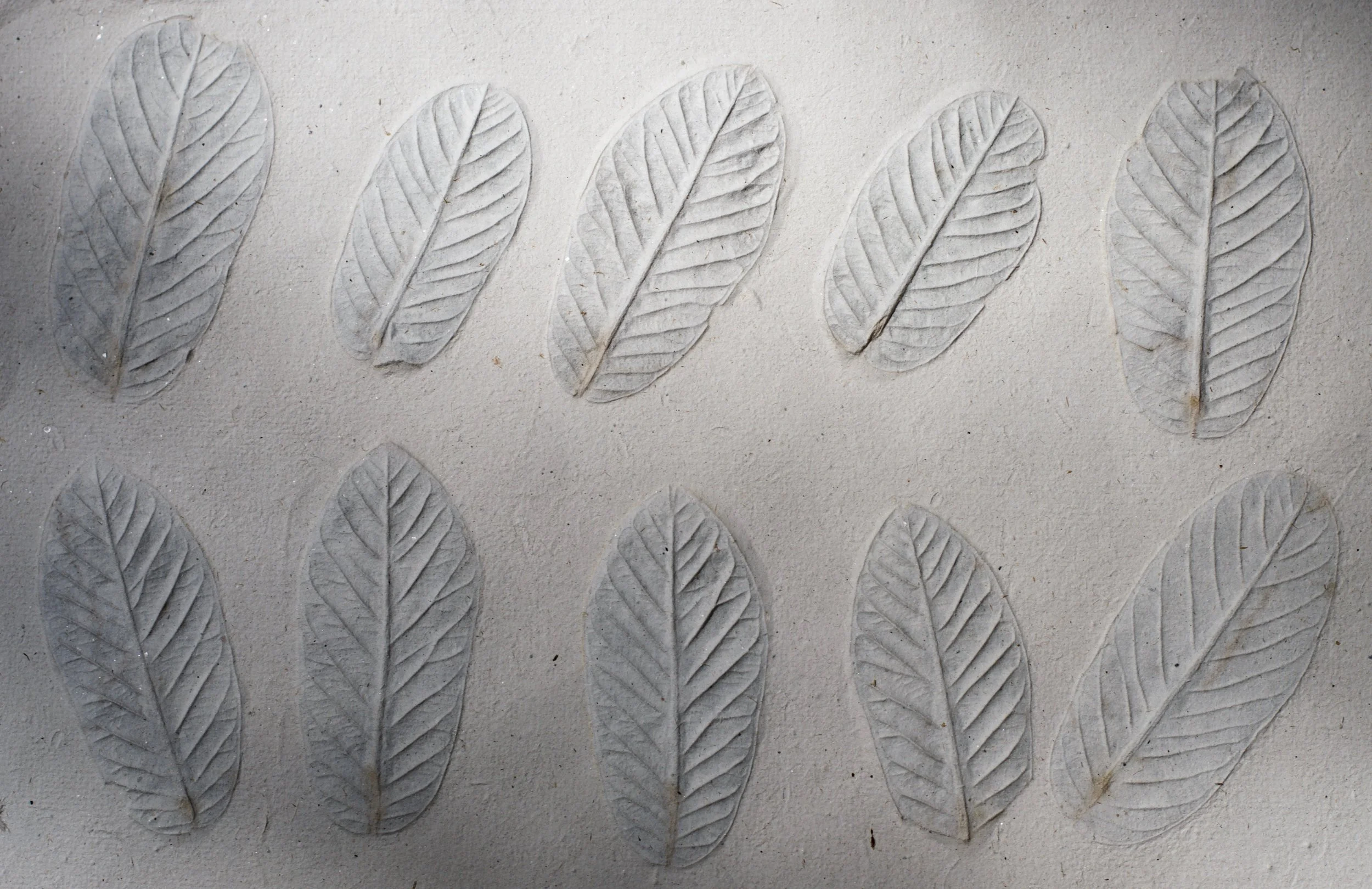 Cotton with guava leaves
