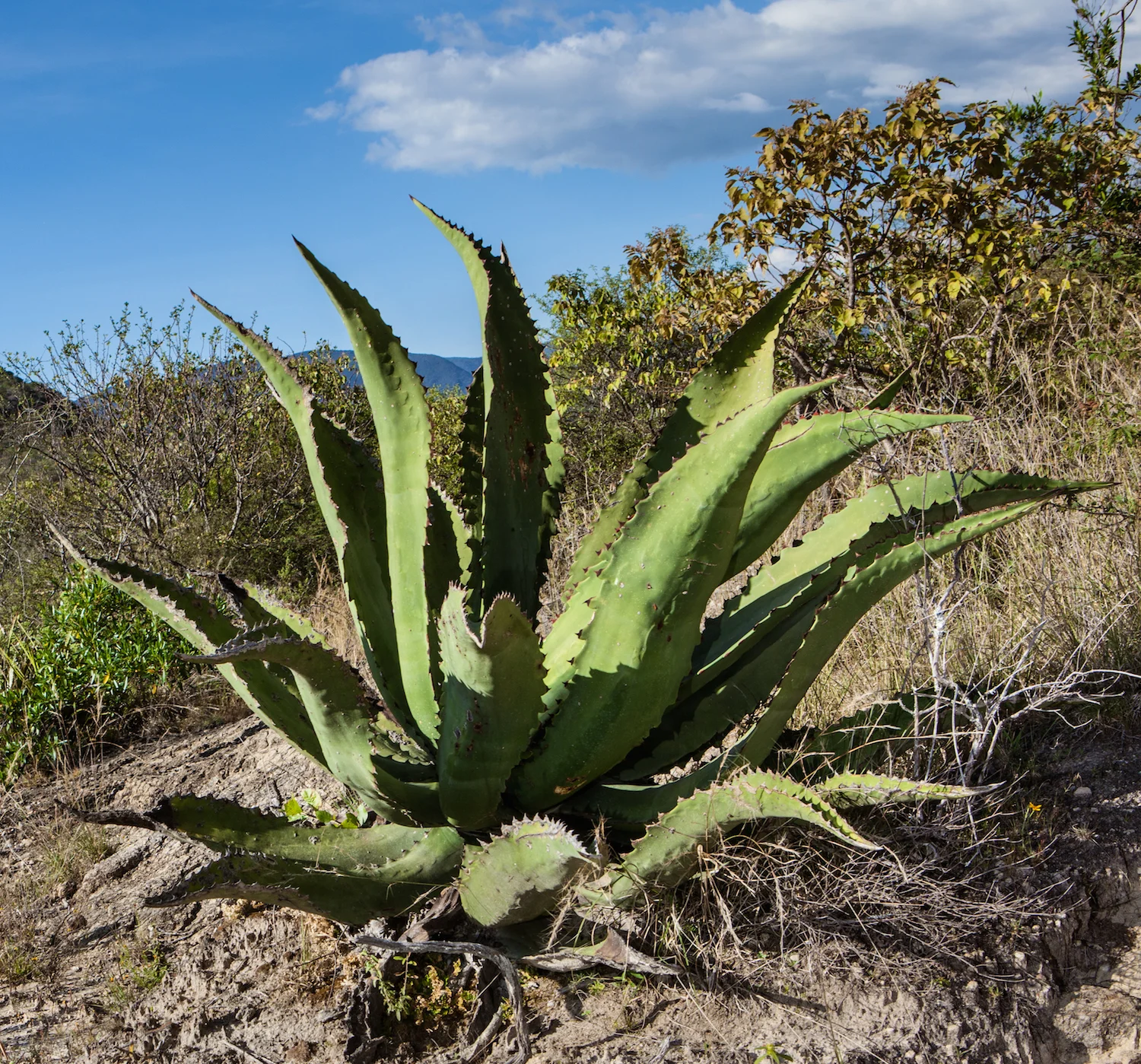 Wild Tepeztate growing near Aquilino's ranch.