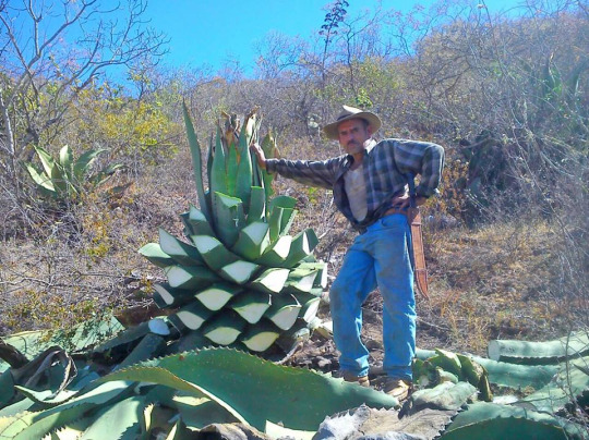 Aquilino harvesting a wild Tepeztate.