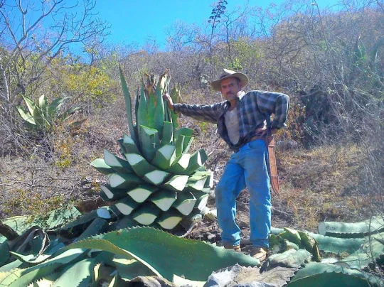 Aquilino harvesting wild Tepeztate