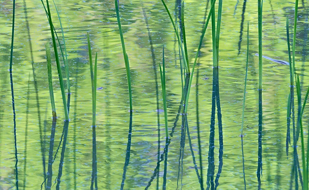 Reed Reflections