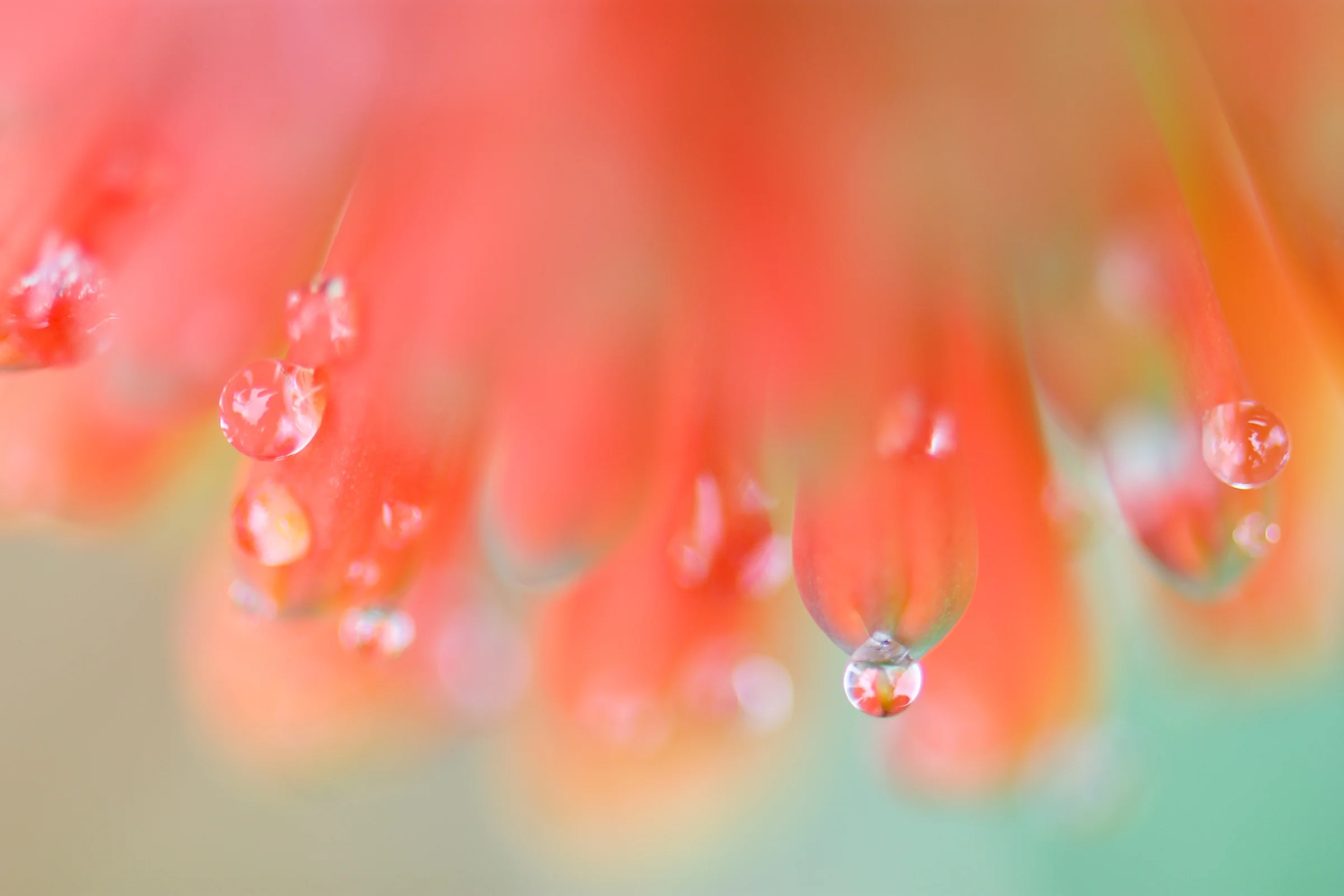 Dew Drops