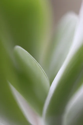 Succulent