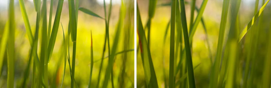 Grass Diptych