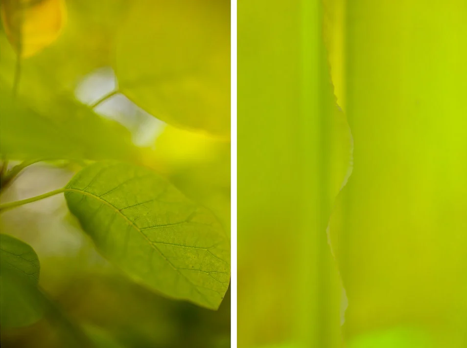 Leaf Abstract