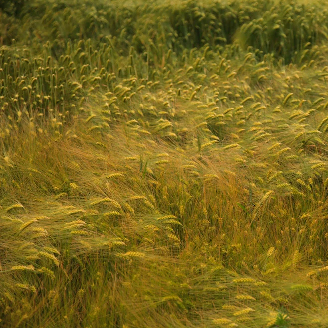 Grass 2