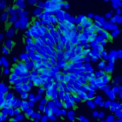 Stem Cell Series Detail 1