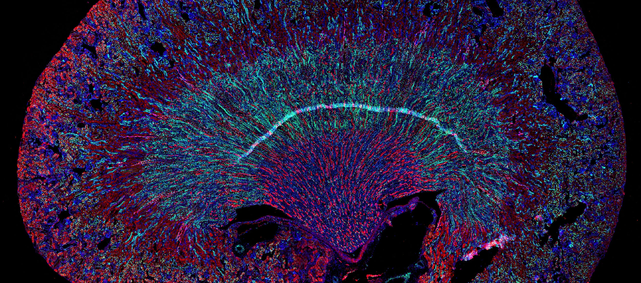 Stem Cell Triptych Detail 2