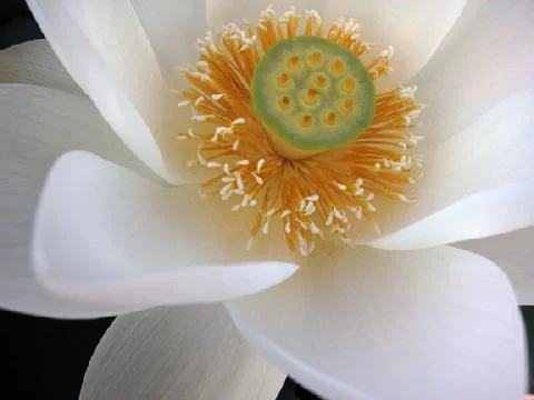 Lotus 1