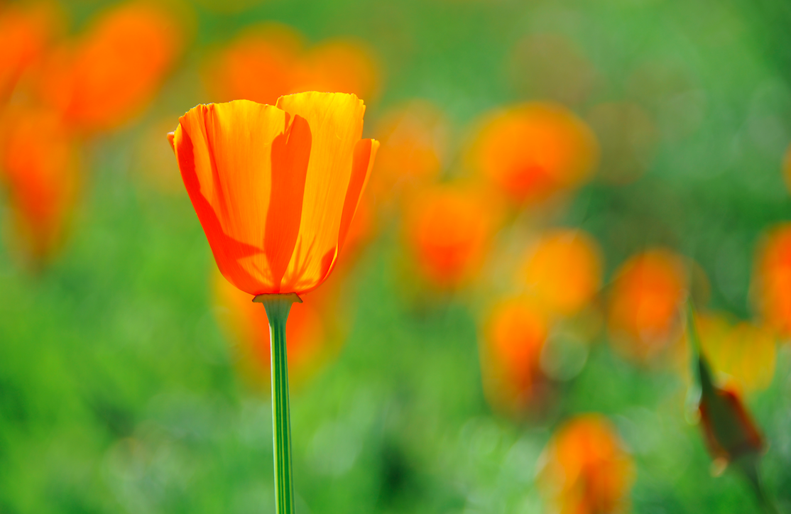 California Poppies