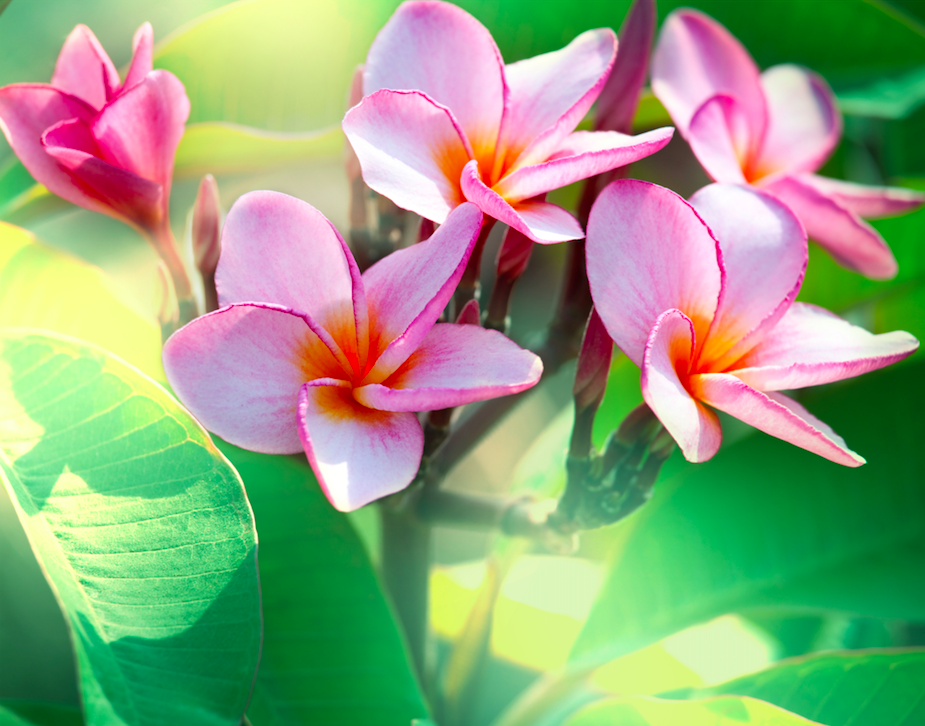Pink Plumeria