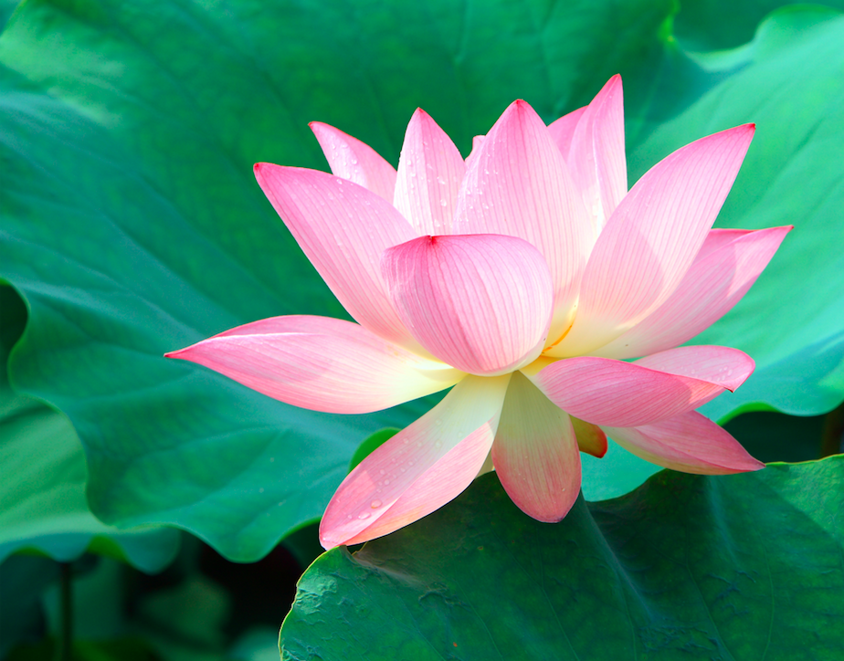 Lotus