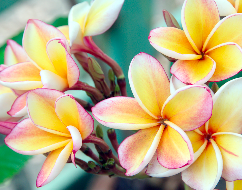 Plumeria 3