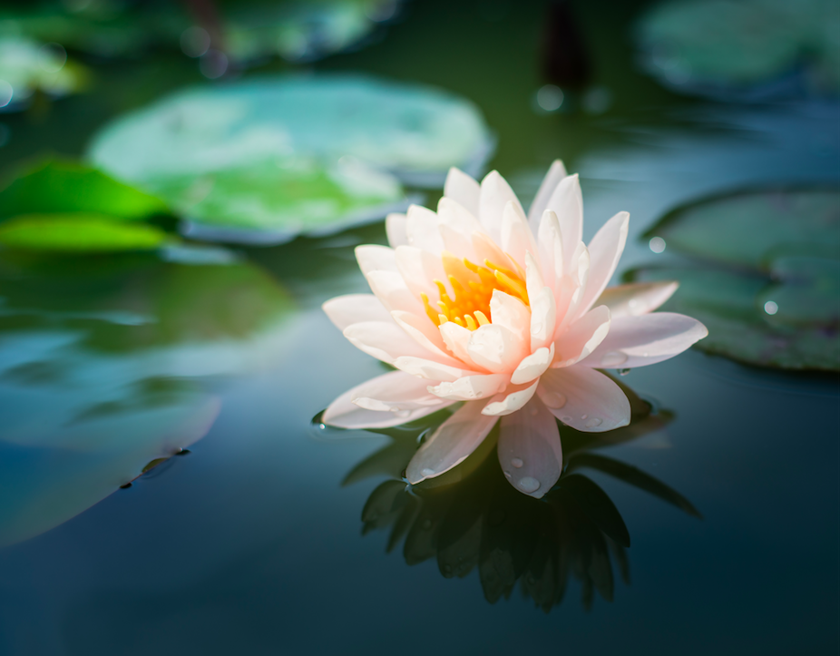 Waterlily