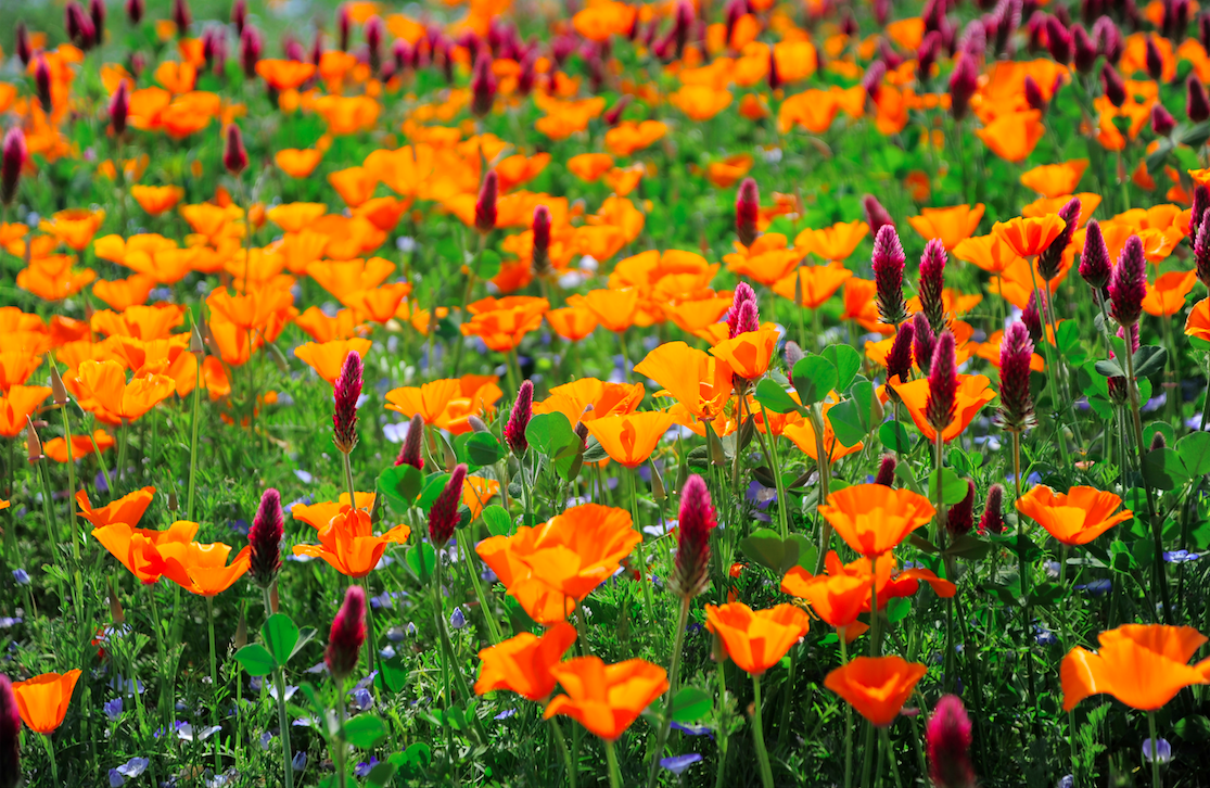 Poppy Field