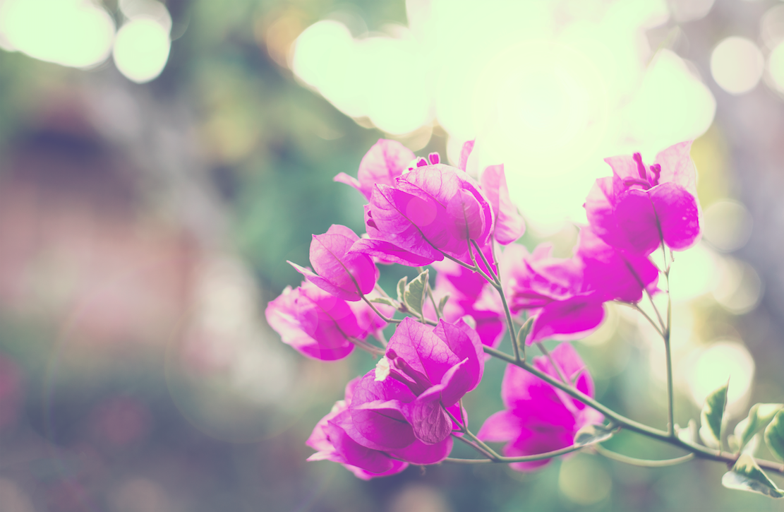 Bougainvillea