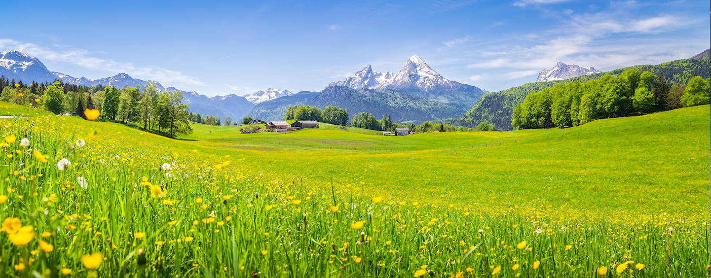 Meadow