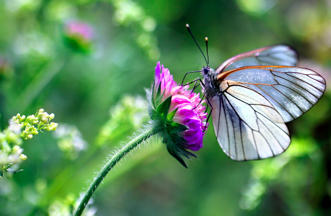 Clover Flower with Butterfly