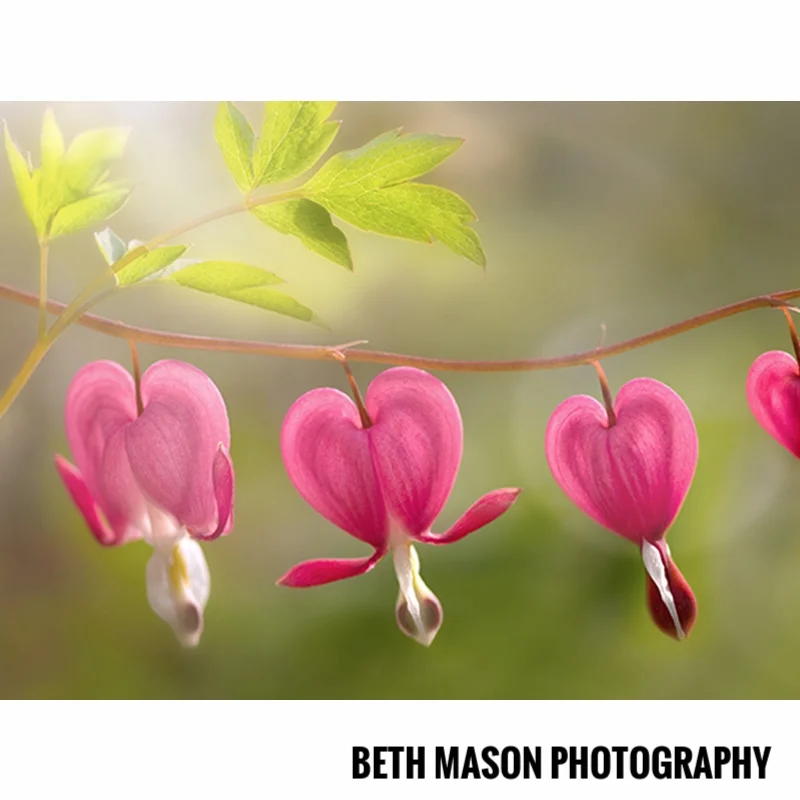Beth Mason Photography