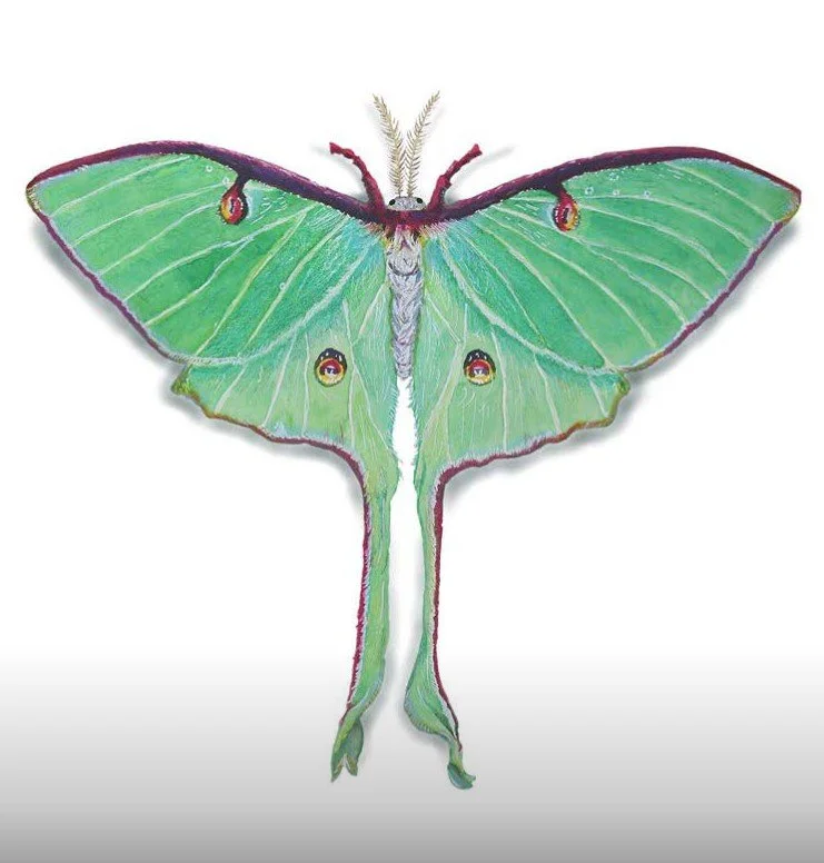 Cassie Lovall of Mothwing Arts, #85