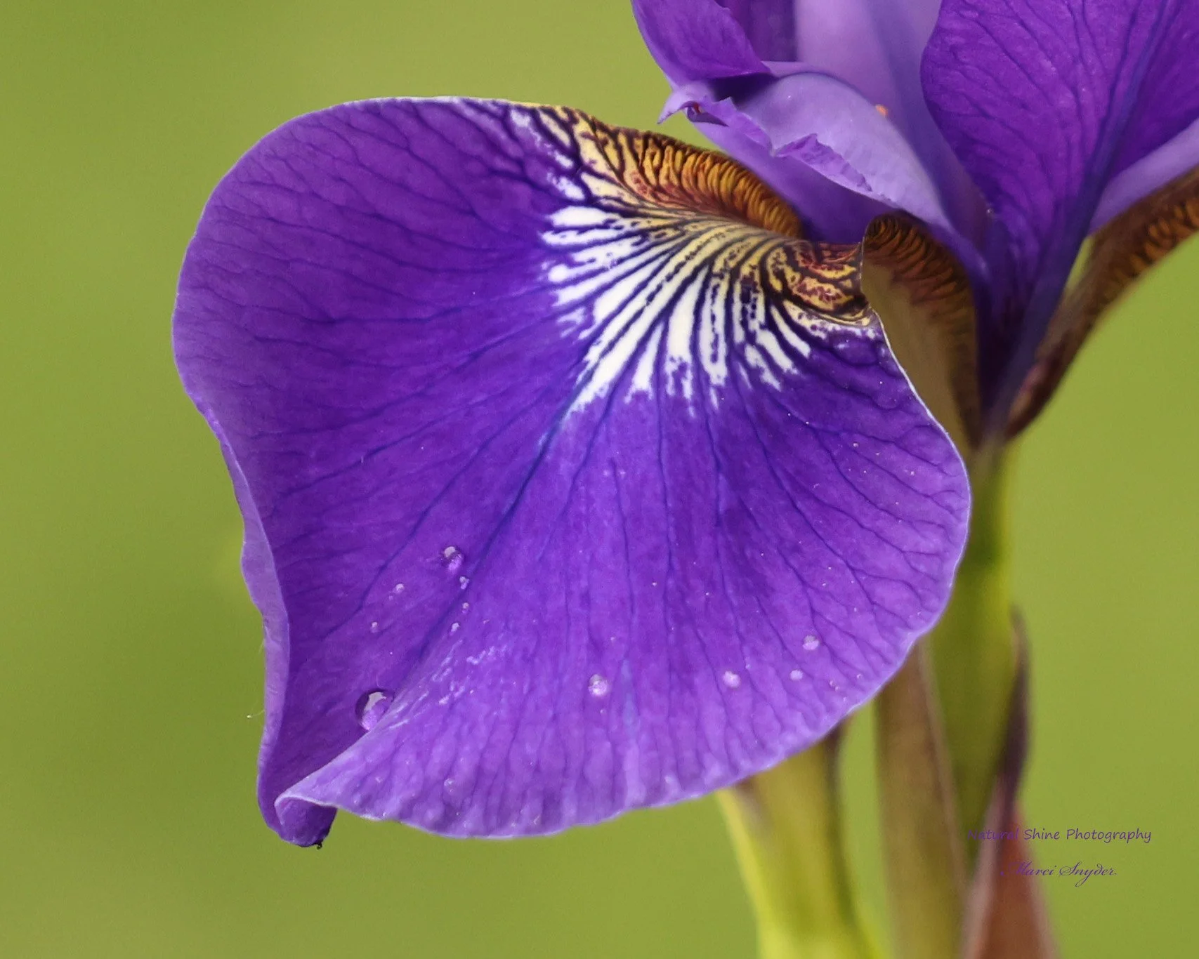 Marci Snyder of Natural Shine, #21