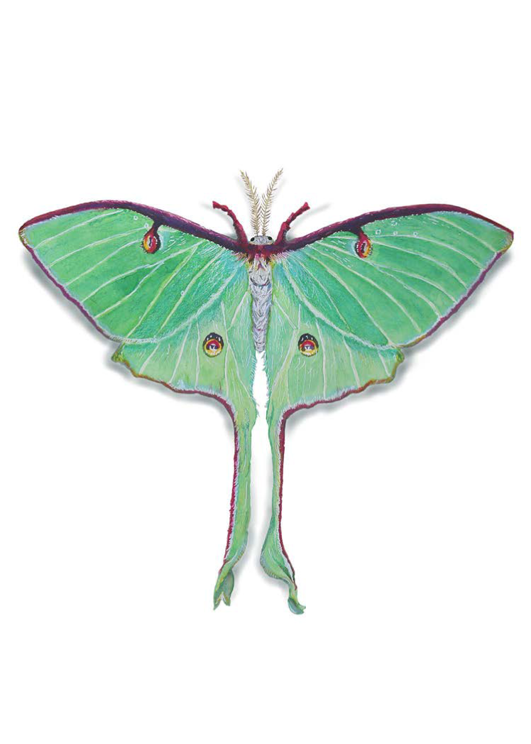 Cassie Lovall - Mothwing Arts - Painting.png