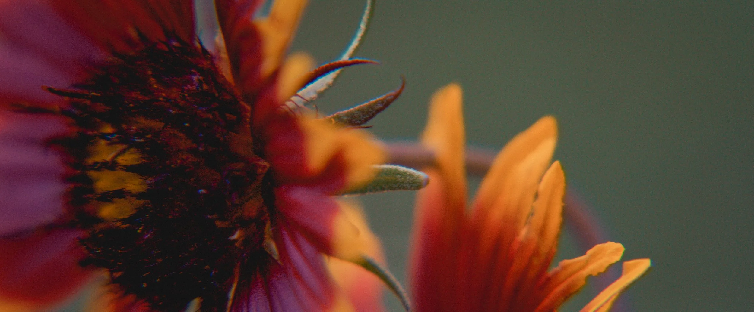 The Farm at Mirasol - Selects-19.JPEG