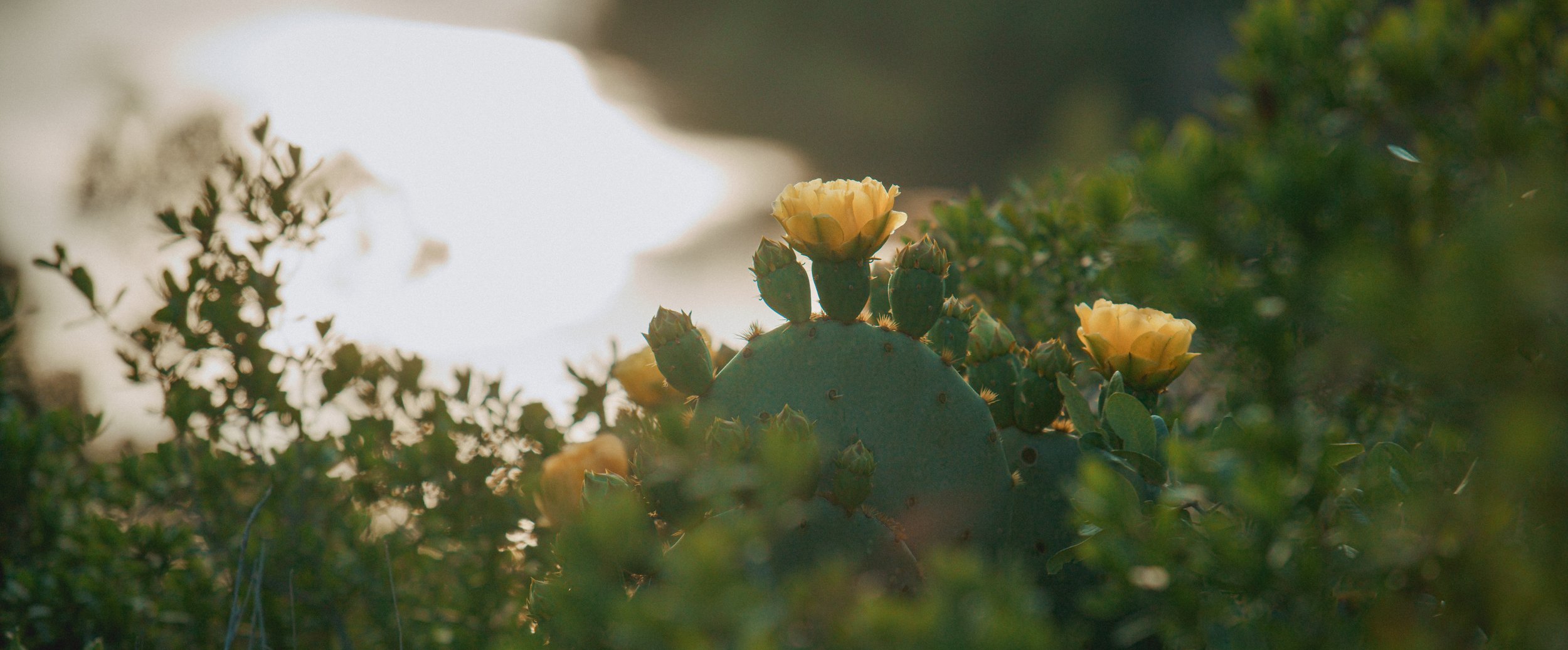 The Farm at Mirasol - Selects-16.JPEG