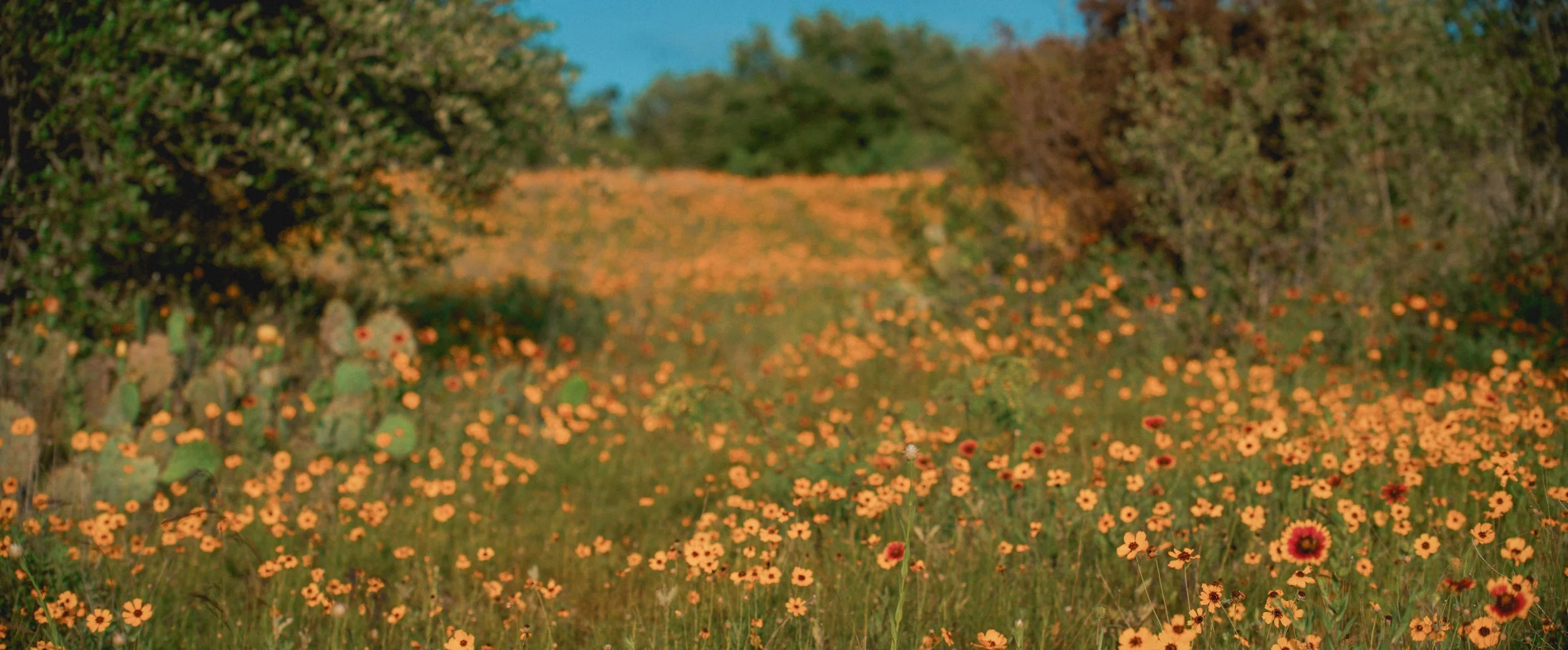 The Farm at Mirasol - Selects-17.JPEG