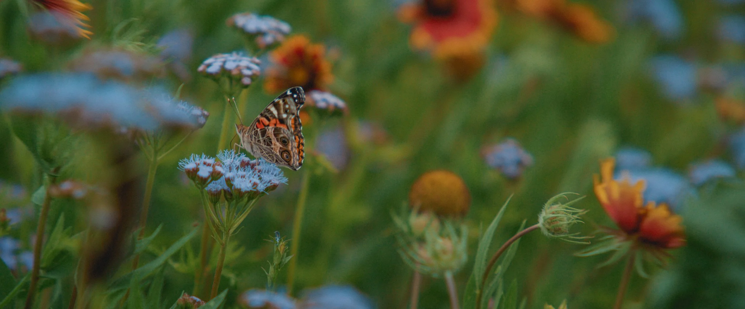 The Farm at Mirasol - Selects-8.JPEG