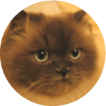 andy.png