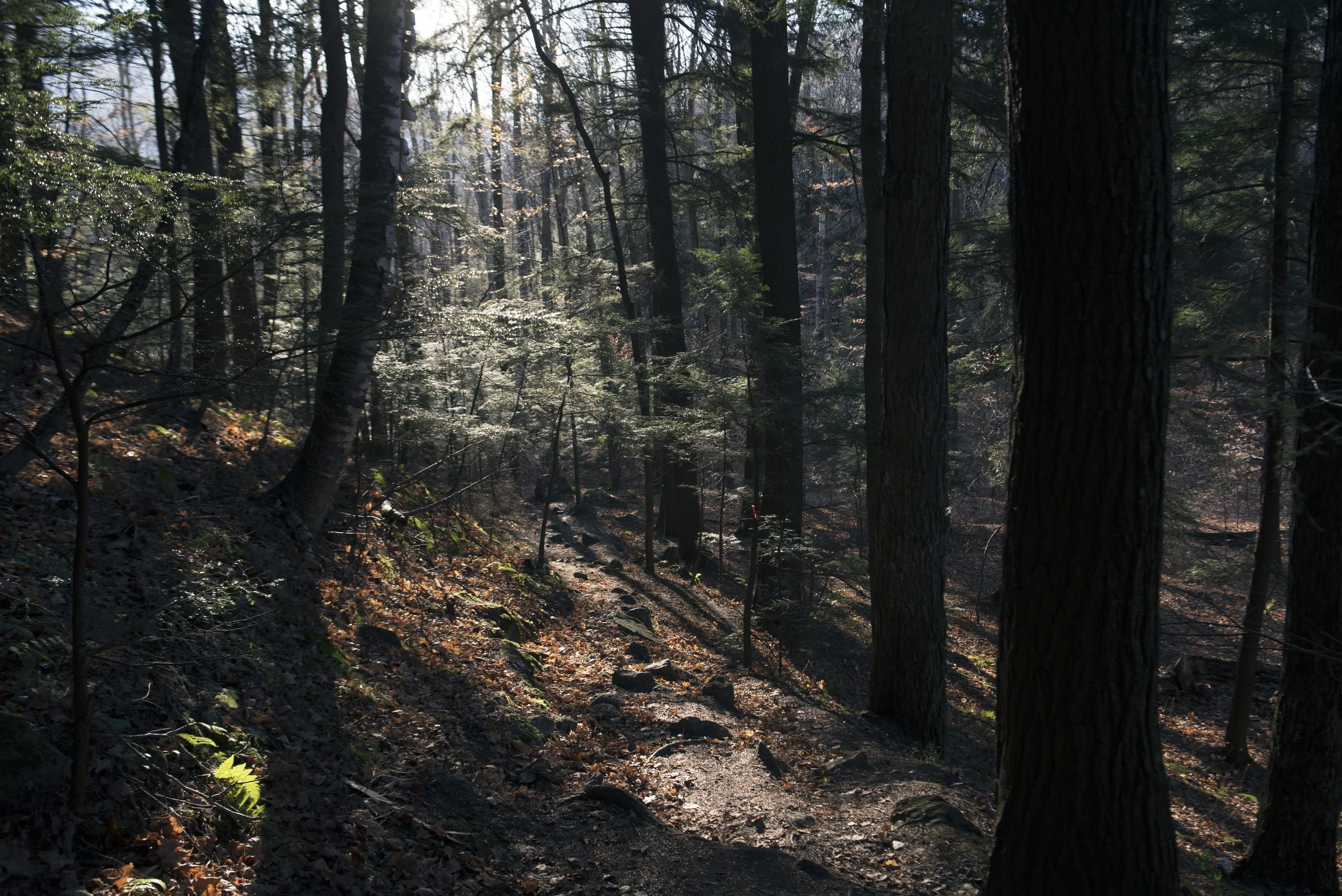 DSC_0789.jpg