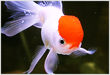 Fish head
