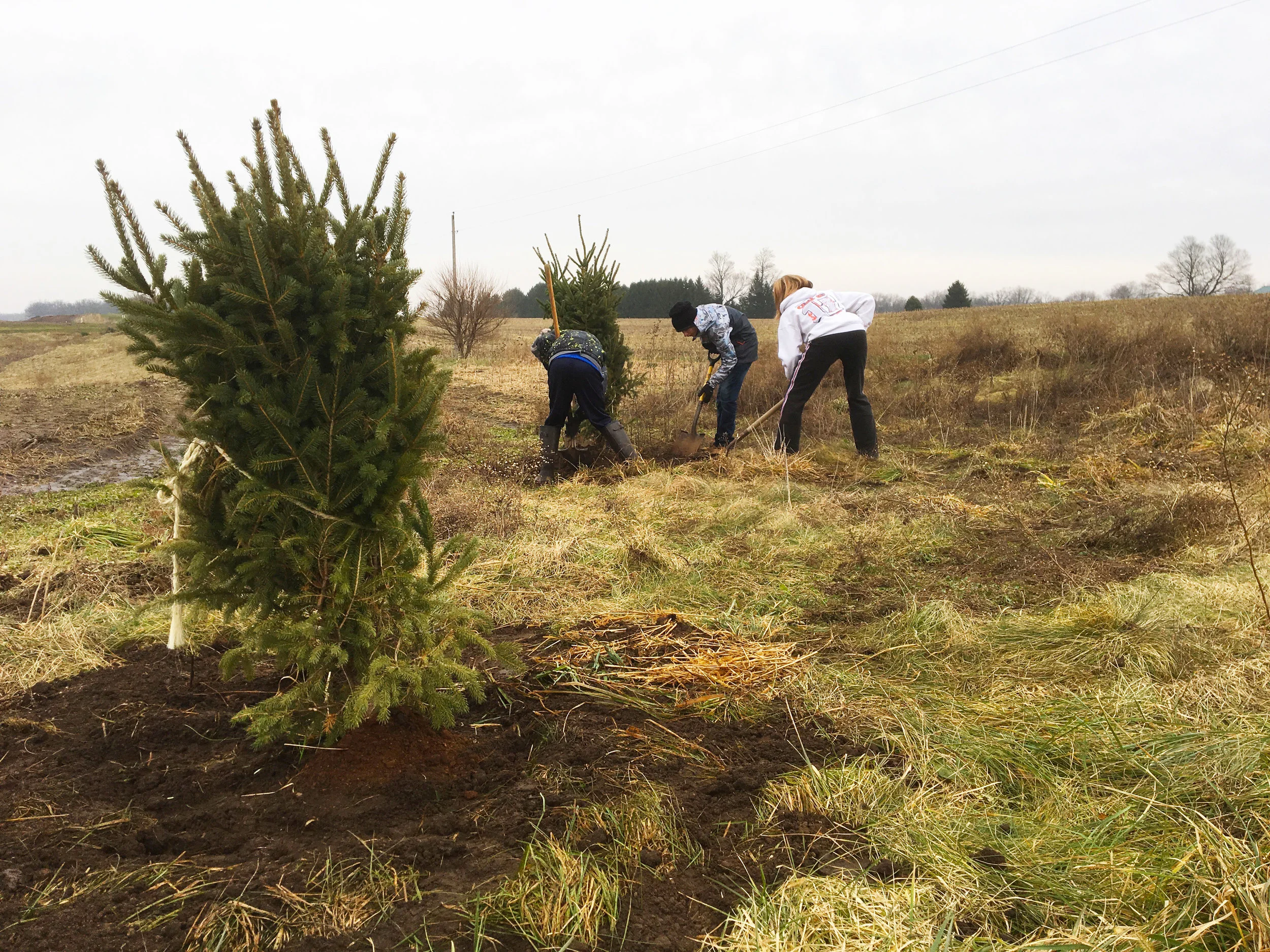 Transplanting the Complex's First Trees, January 2017