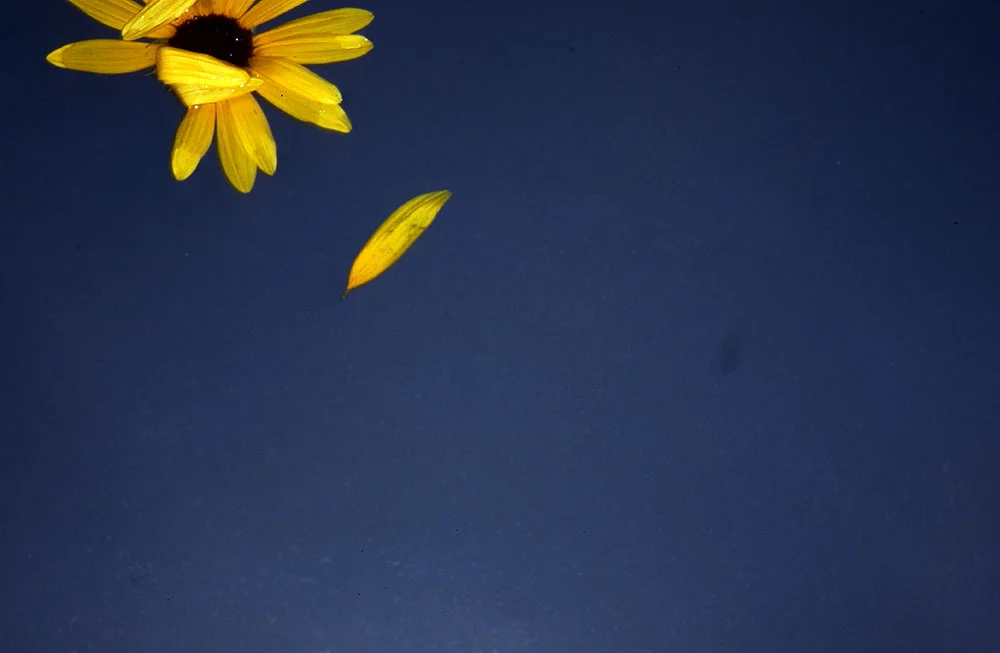 petals.jpg