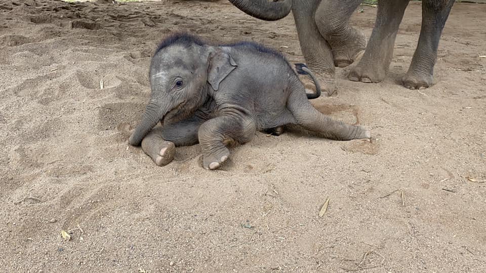 Baby Chaba — The Elephant Project