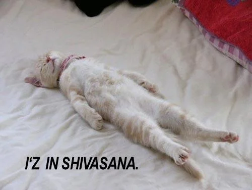 lolcat is doin’ it right