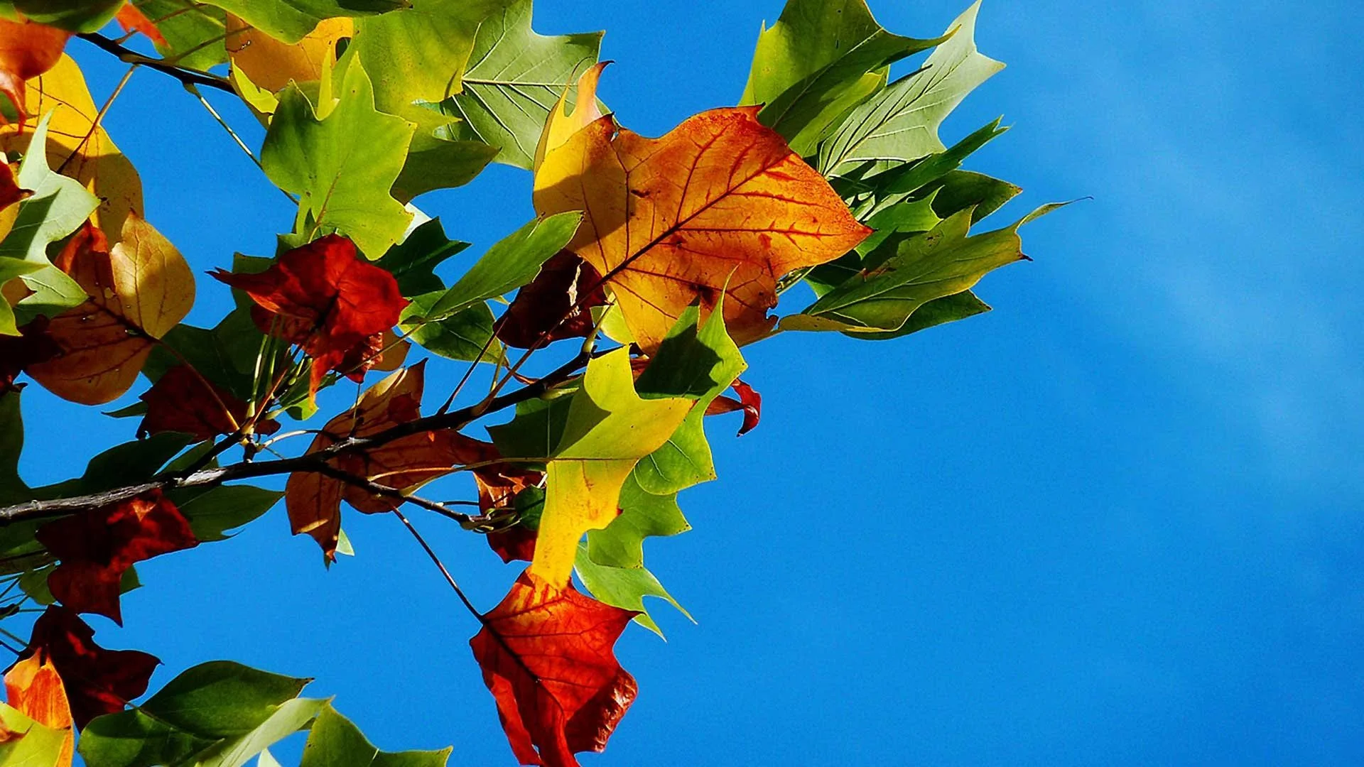 autumn-leaves-sky.jpg