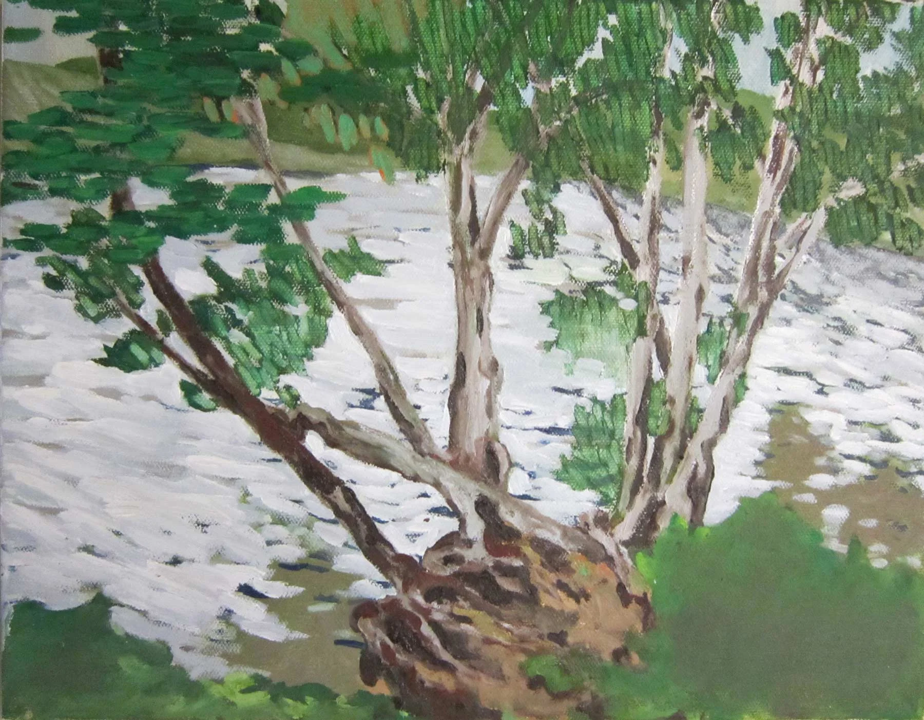 Birch Tree at Sagamore Lake