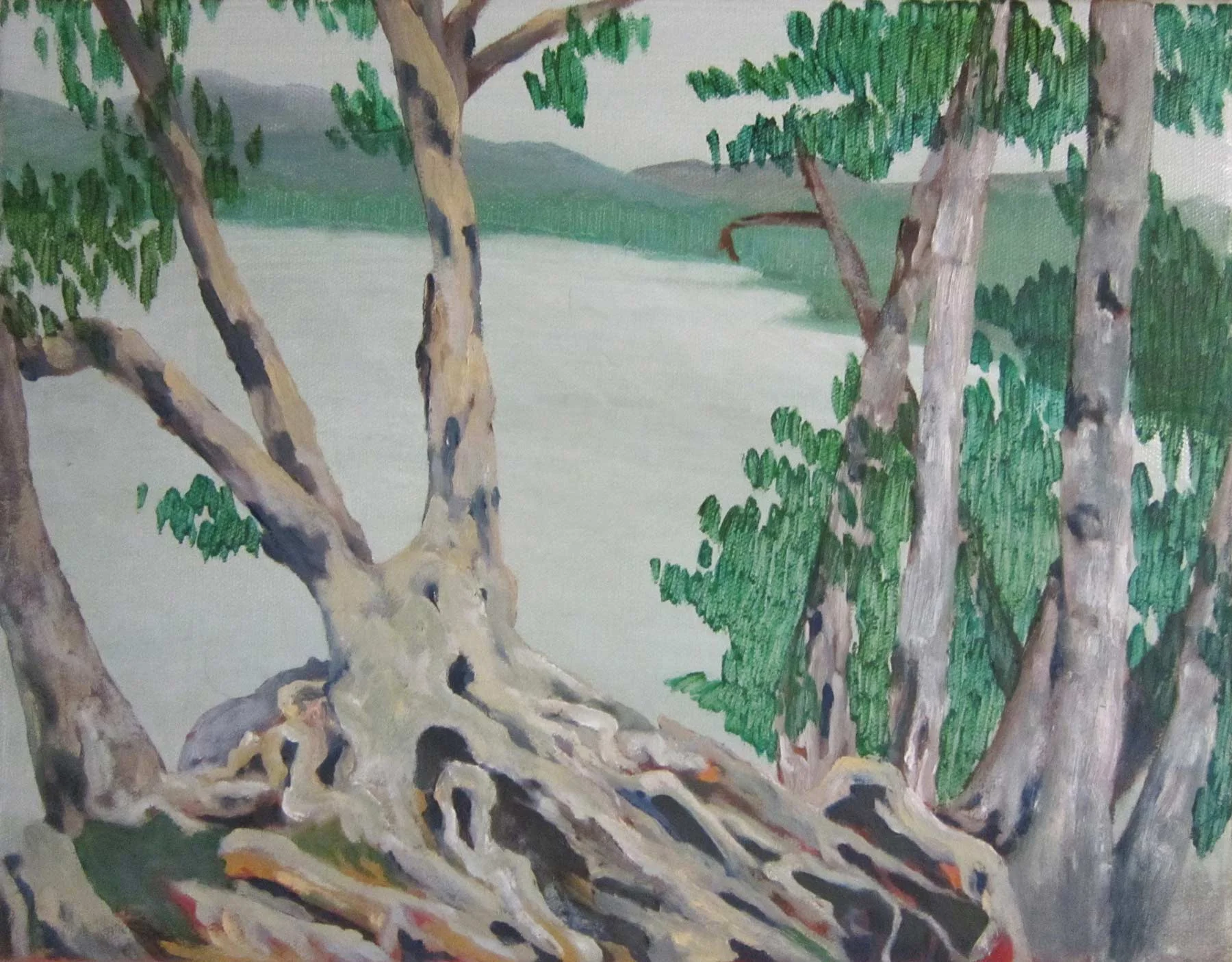 Birch Tree with Roots at Sagamore