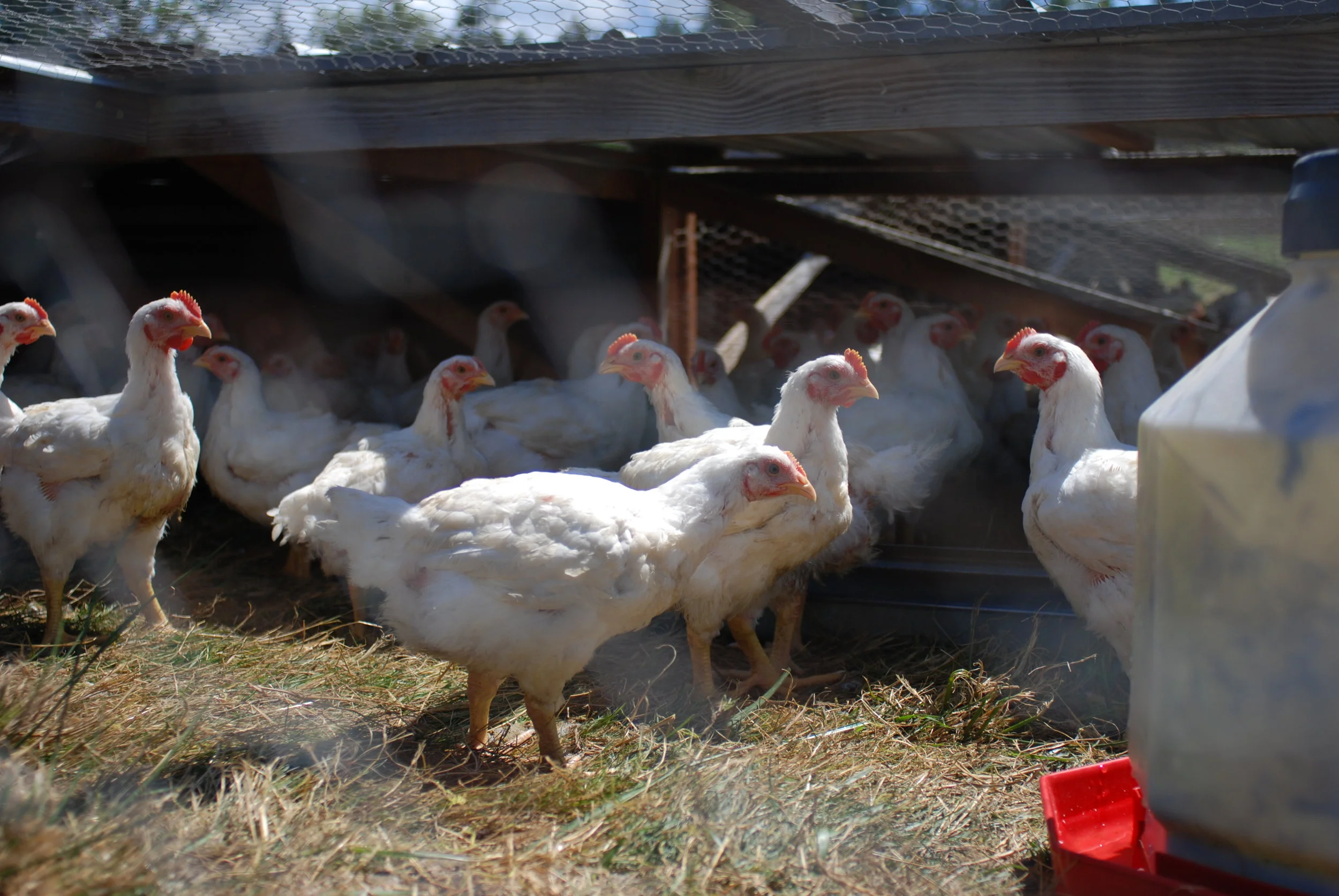 chickens.jpg