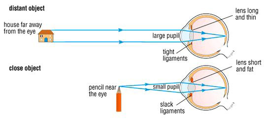 Figure 1.1