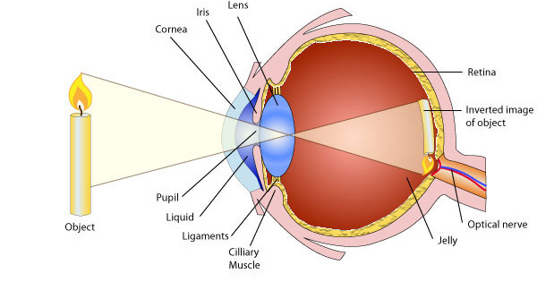 Figure 1.2