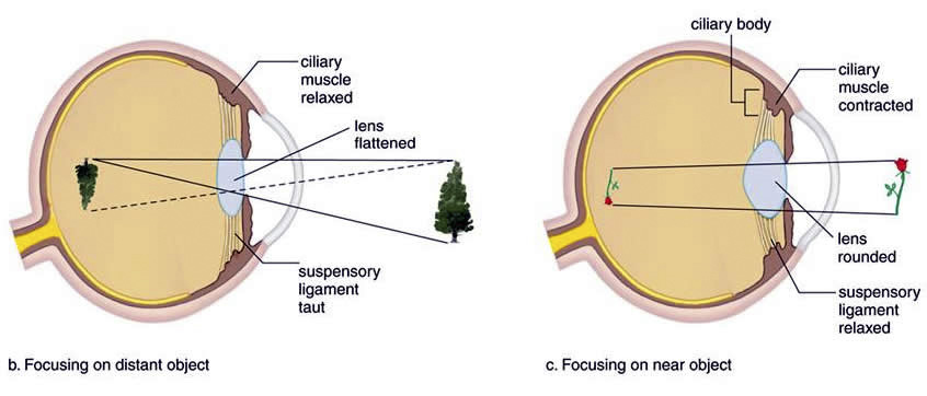 Figure 1.3