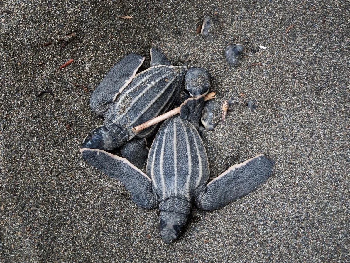 Leatherback turtle hatchlings emerging from their nest.