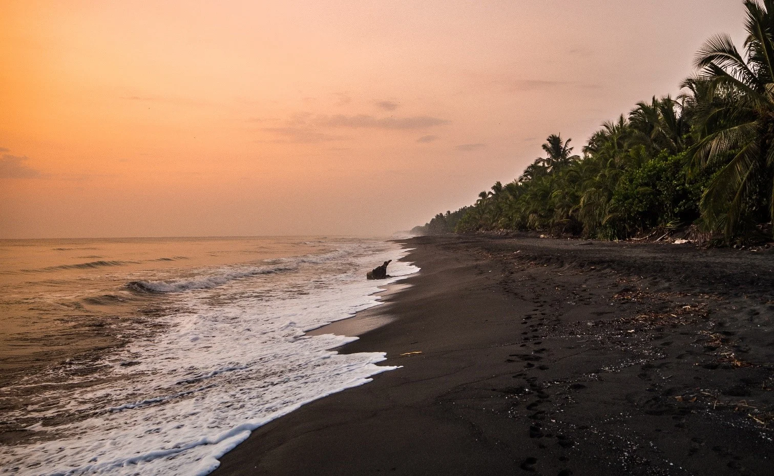 The nesting beach.