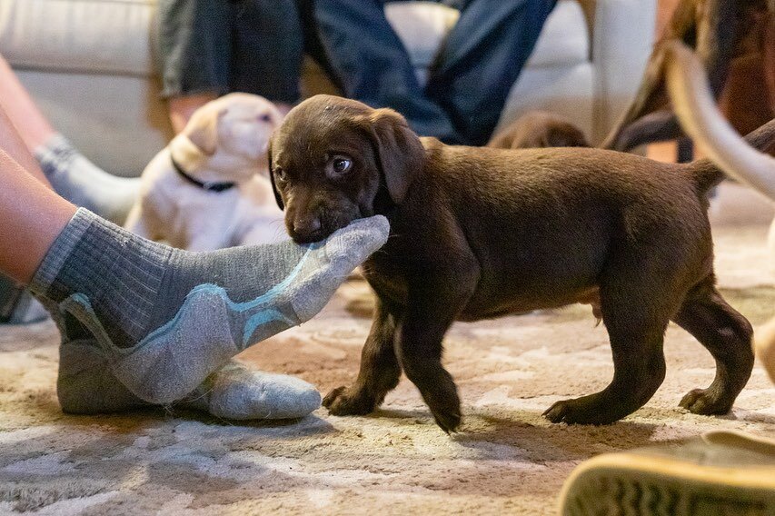 5 Reasons our Dogs steal socks:
*Chewing, it feels wonderful*They are bored*They love you*We leave things laying around*Separation anxiety-let&rsquo;s us know why your dog steals your socks📸 @kristinzwiers #dogsandsocks #chewtoy