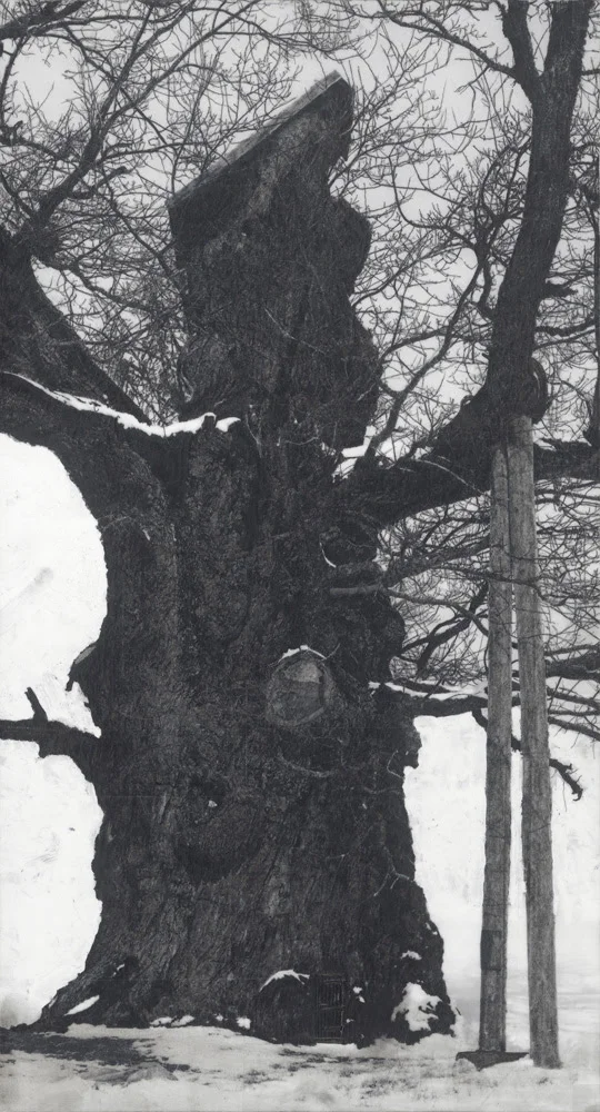 Patrick Van Caeckenbergh, Drawing of old trees on wintry days during 2007-2014, 2007-2014, pencil and paint on paper, Zeno X Gallery, Antwerp, BE (Image courtesy of the gallery)